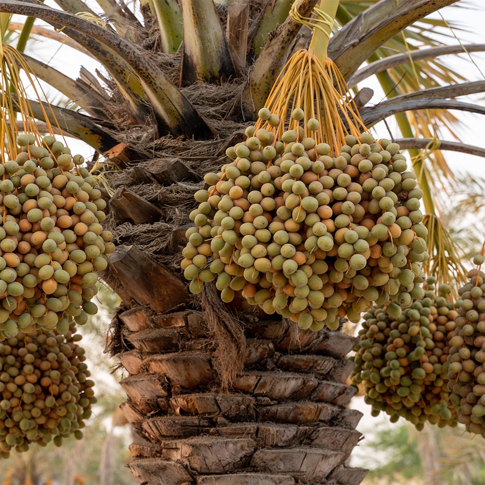 Clusters of dates hanging from a date palm tree