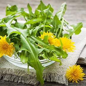 Dandelion Fragrance Oil