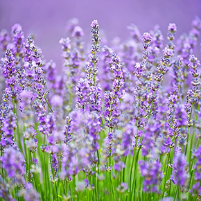 English Lavender Fragrance Oil