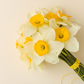 Narcissus II Fragrance Oil