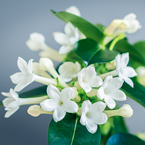 Stephanotis Fragrance Oil