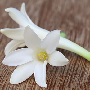 Tuberose Fragrance Oil