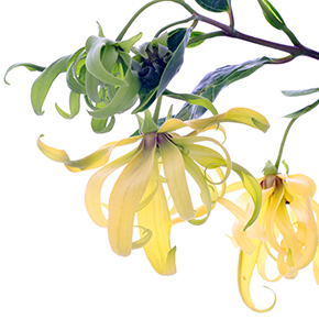 Ylang Ylang Fragrance Oil