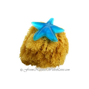 Natural Grass Sea Sponges, 6 inch