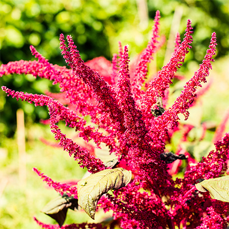 Amaranth