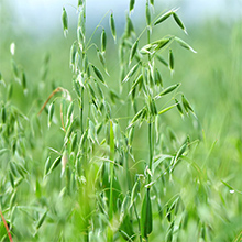 Oat CO2 Total Extract