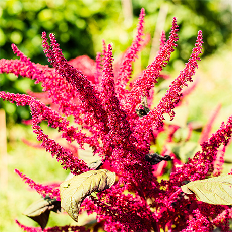 Organic Virgin Amaranth Oil