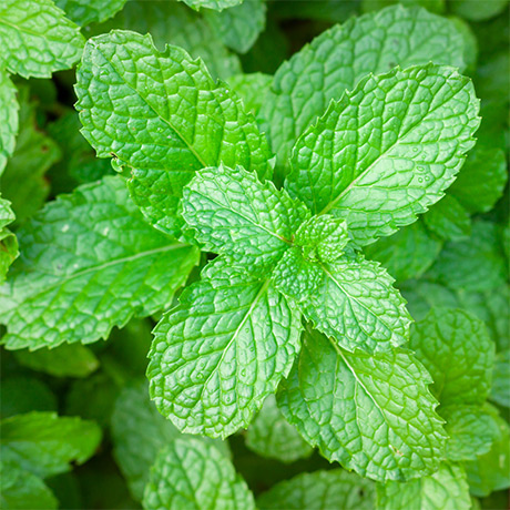 From Nature With Love Wholesale Ingredients For Personal Care