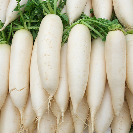 Radish Root Ferment