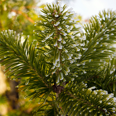 Siberian Fir CO2 Subcritical Extract
