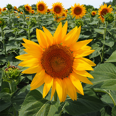 Sunflower Wax