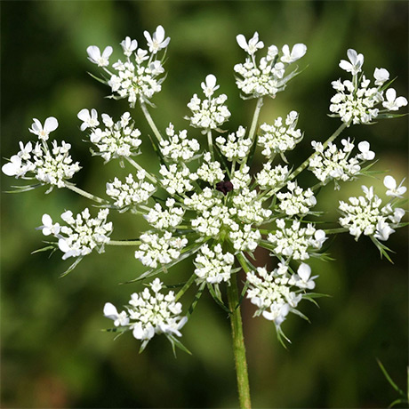 Virgin Carrot Seed Oil