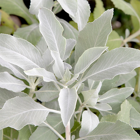 White Sage Essential Oil