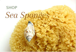 Shop Sea Sponges